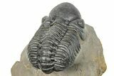 Two Detailed Reedops Trilobite - Atchana, Morocco #251664-3